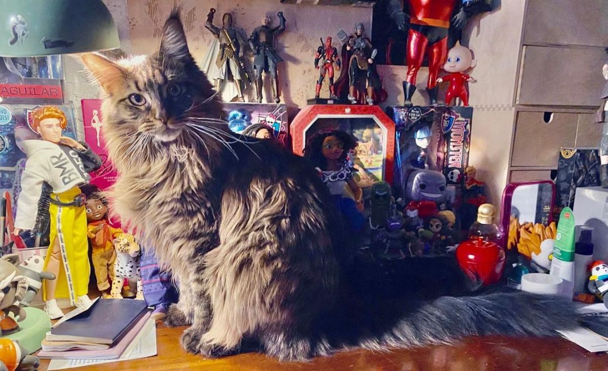 An adorable gray maine coon sitting on a desk with toys and dolls.