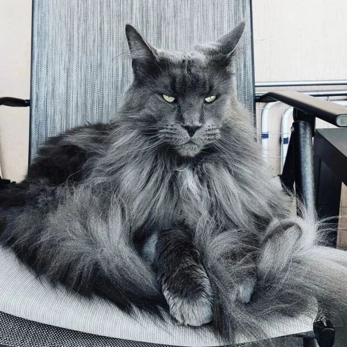 A majestic superfluff gray maine coon lying on a gray chair.