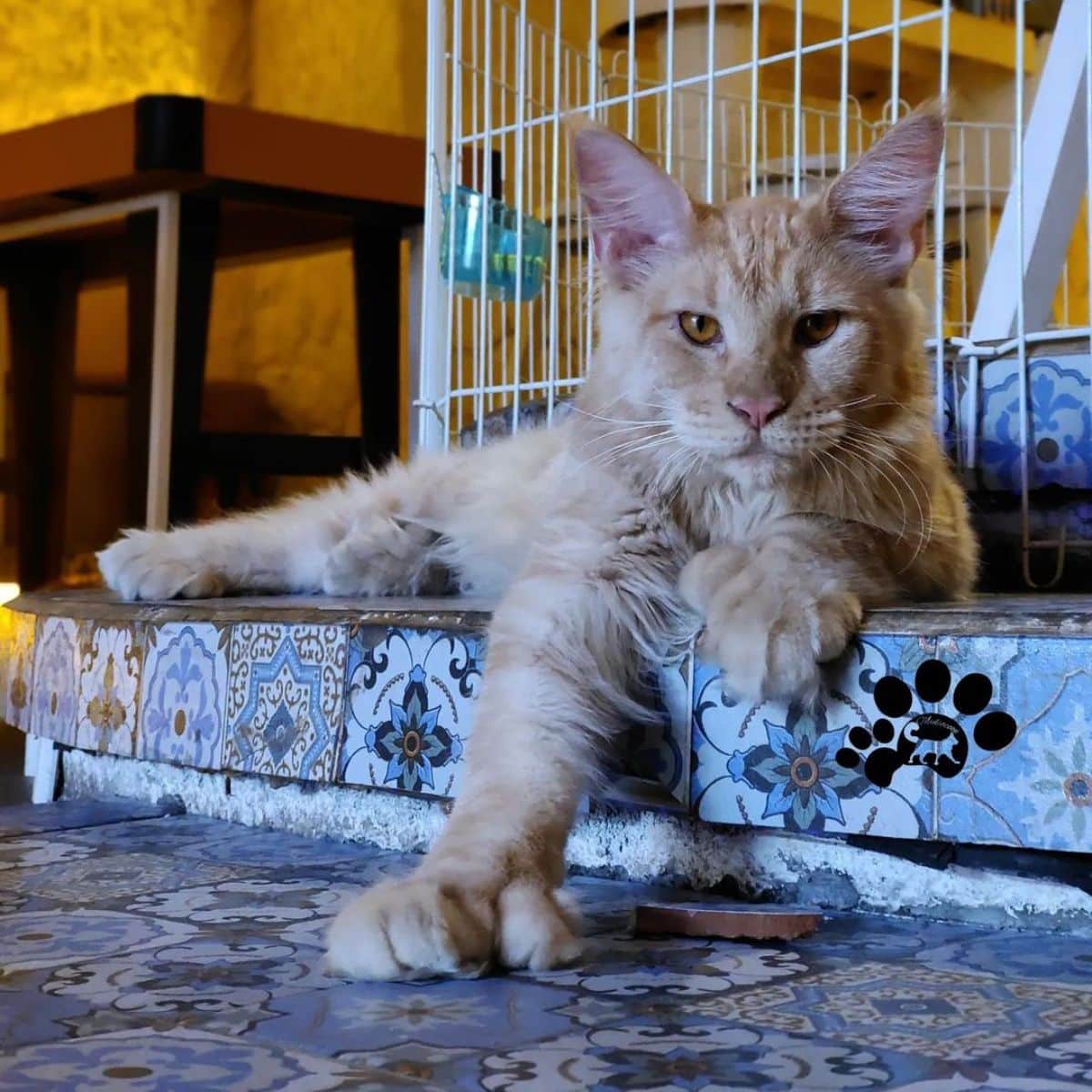 maine coon cats with extra toes