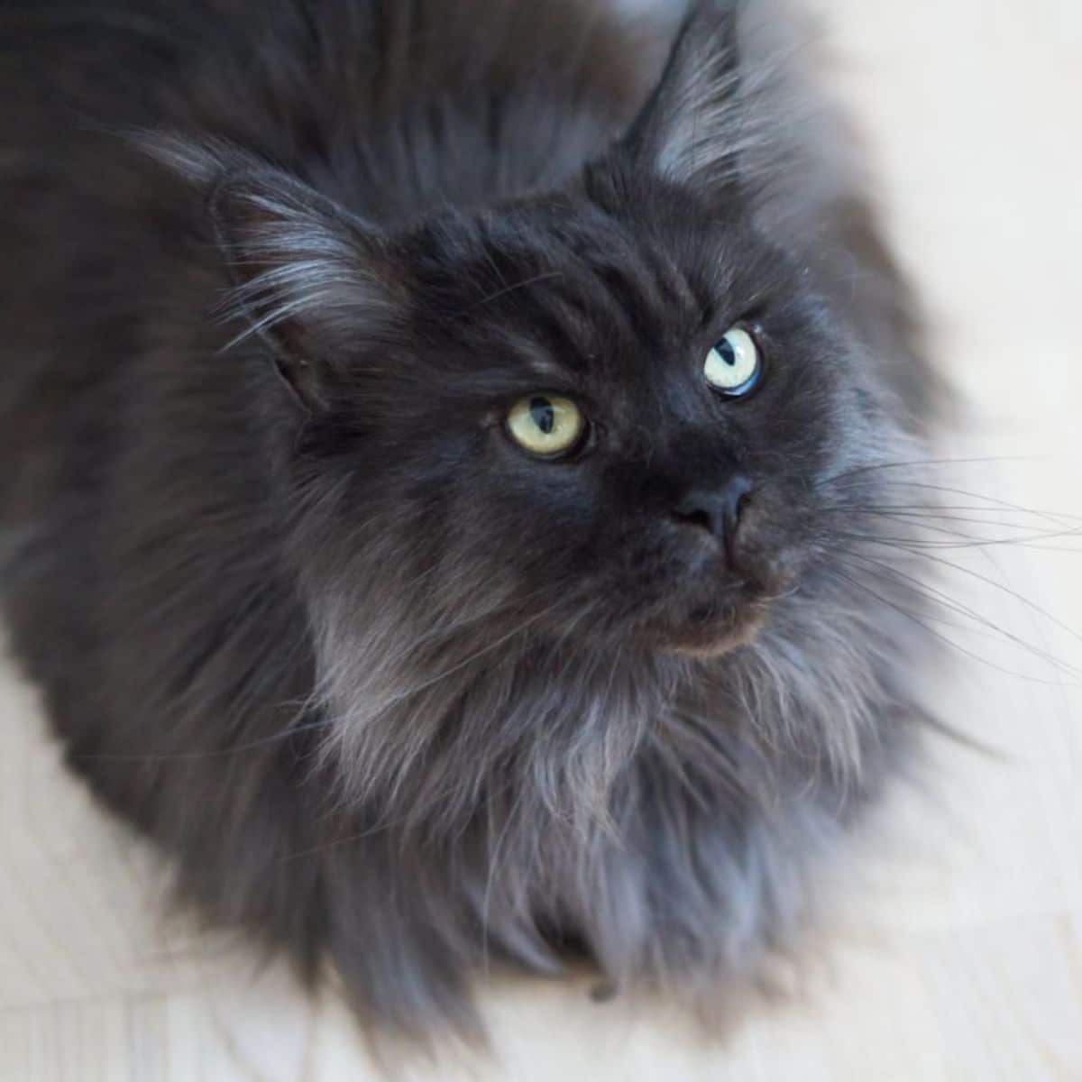Best 10 Gifts for Maine Coon Lovers + 1 BONUS Gift - MaineCoon.org