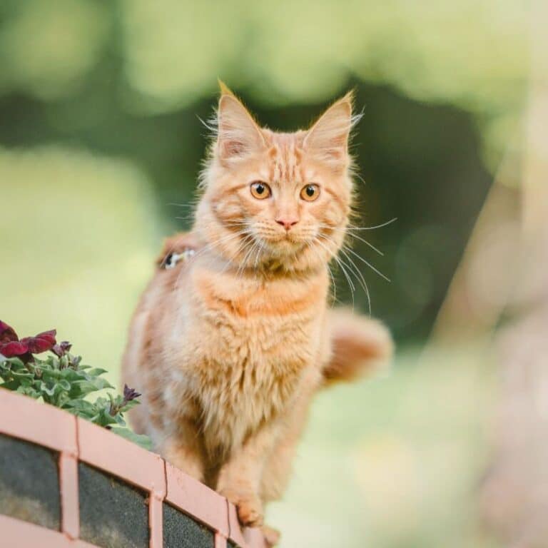 Maine Coons vs. Norwegian Forest Cats - MaineCoon.org