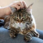 An owner petting an annoyed tabby maine coon.