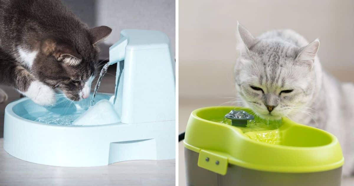 8 Best Water Fountains for Cats (+ Why They're Important)