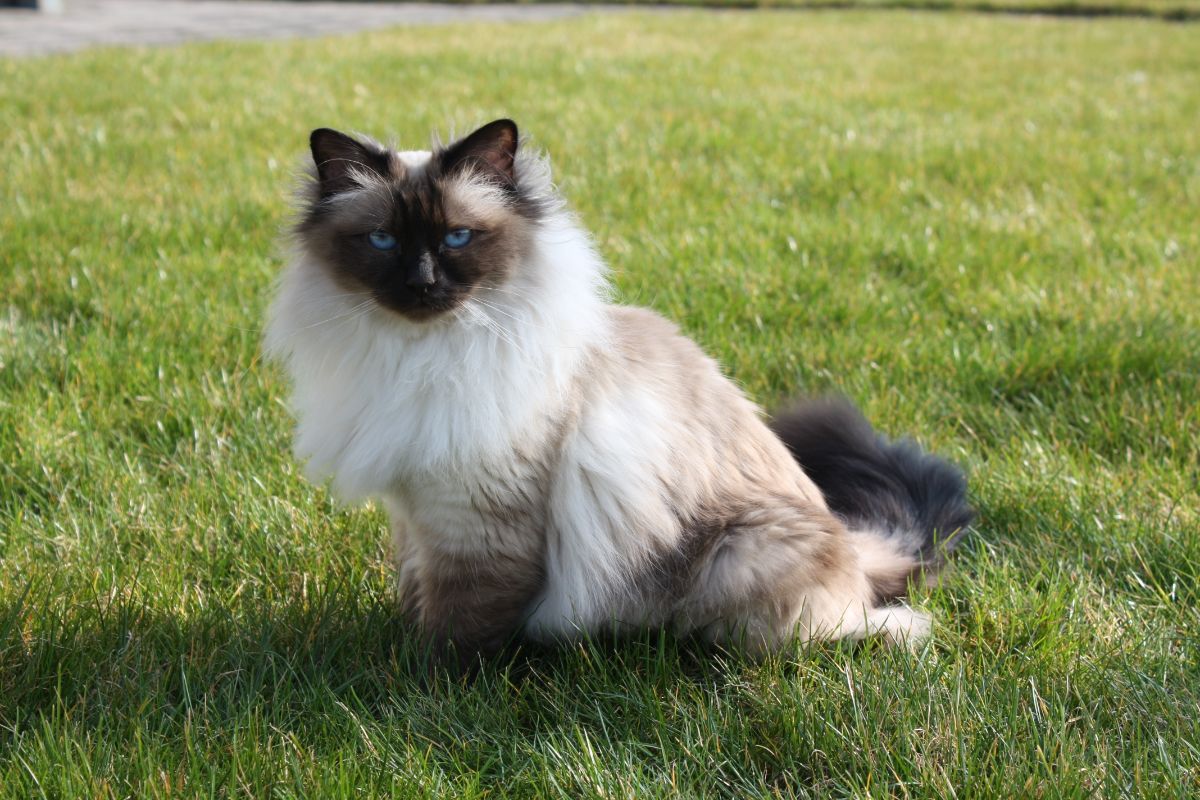 A beautiful white-gray Birman cat with a silky coat sitting on green grass.