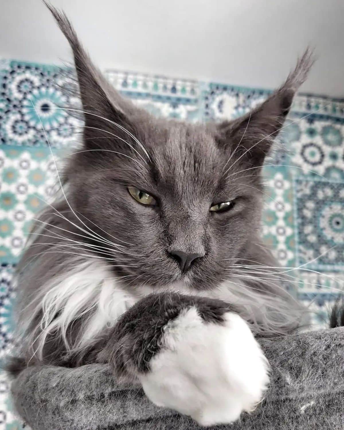 A beautiful gray maine coon with a white neck ruff lying on a cat tree.