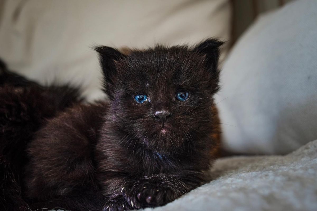 A cute black maine coon kitten with blue eyes lying on a couch.