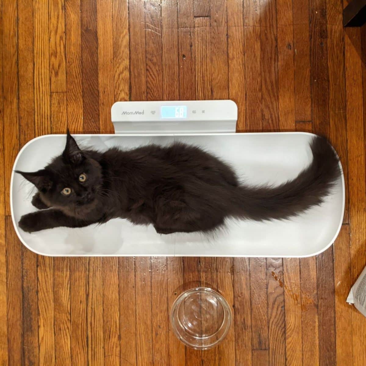 An adorable black maine coon kitten lying on a scale.