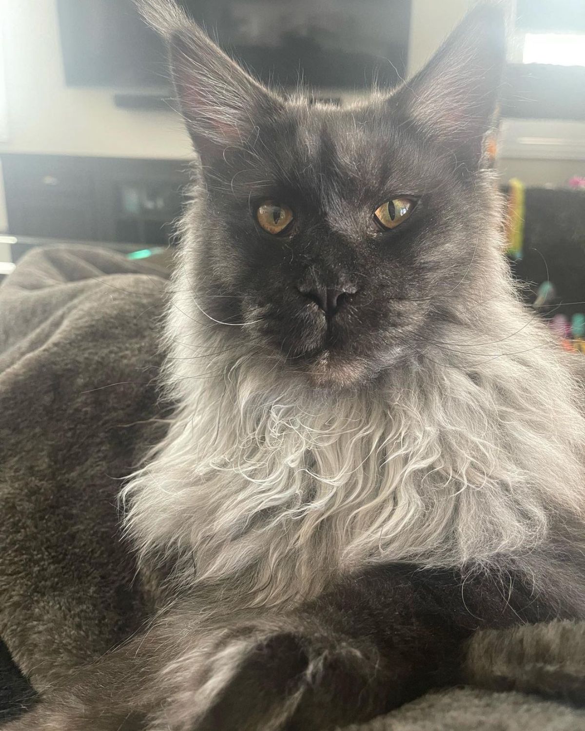 A close-up of a fluffy black smoke maine coon under a gray blanket.