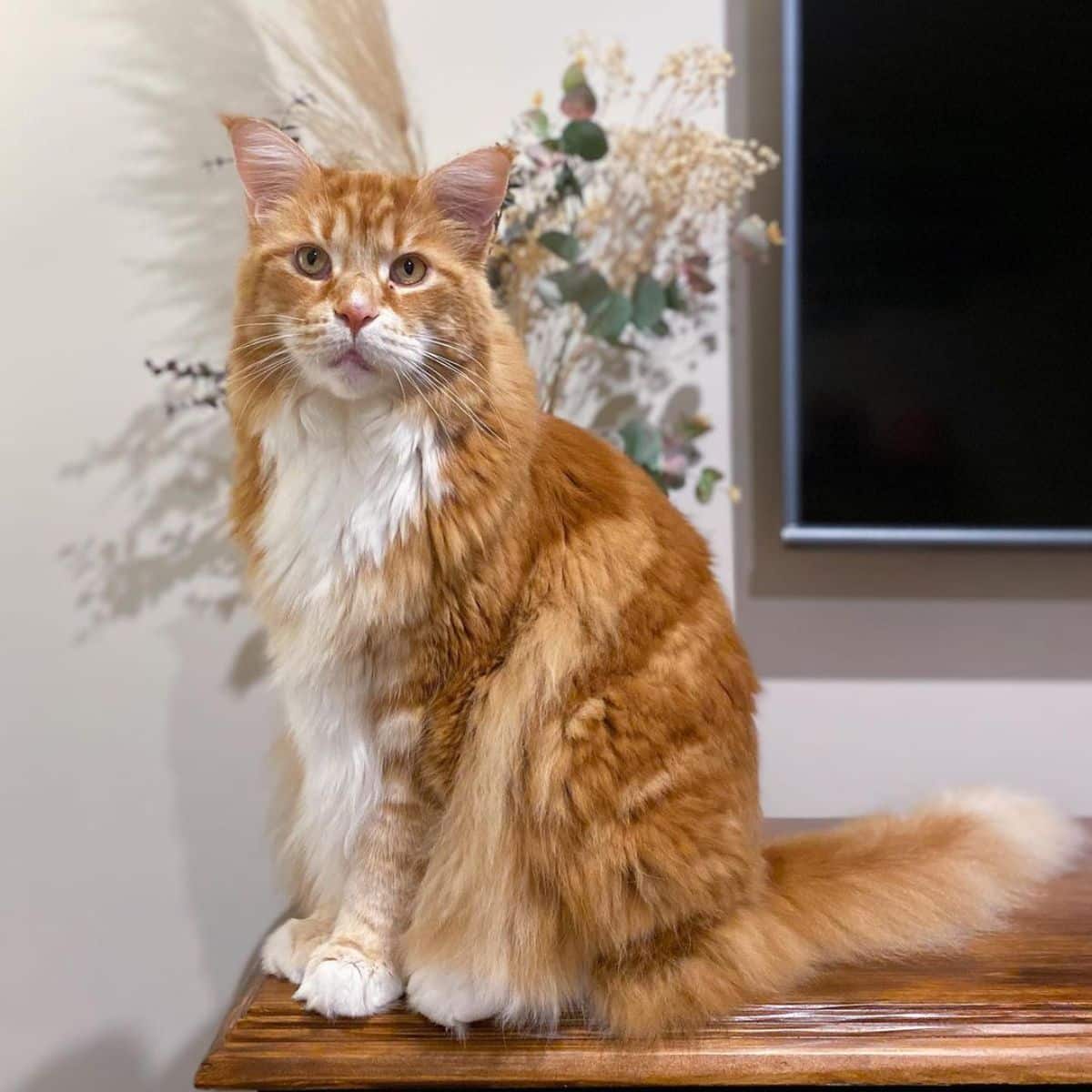 A fluffy ginger-white maine coon sitting on a wooden piece of furniture.