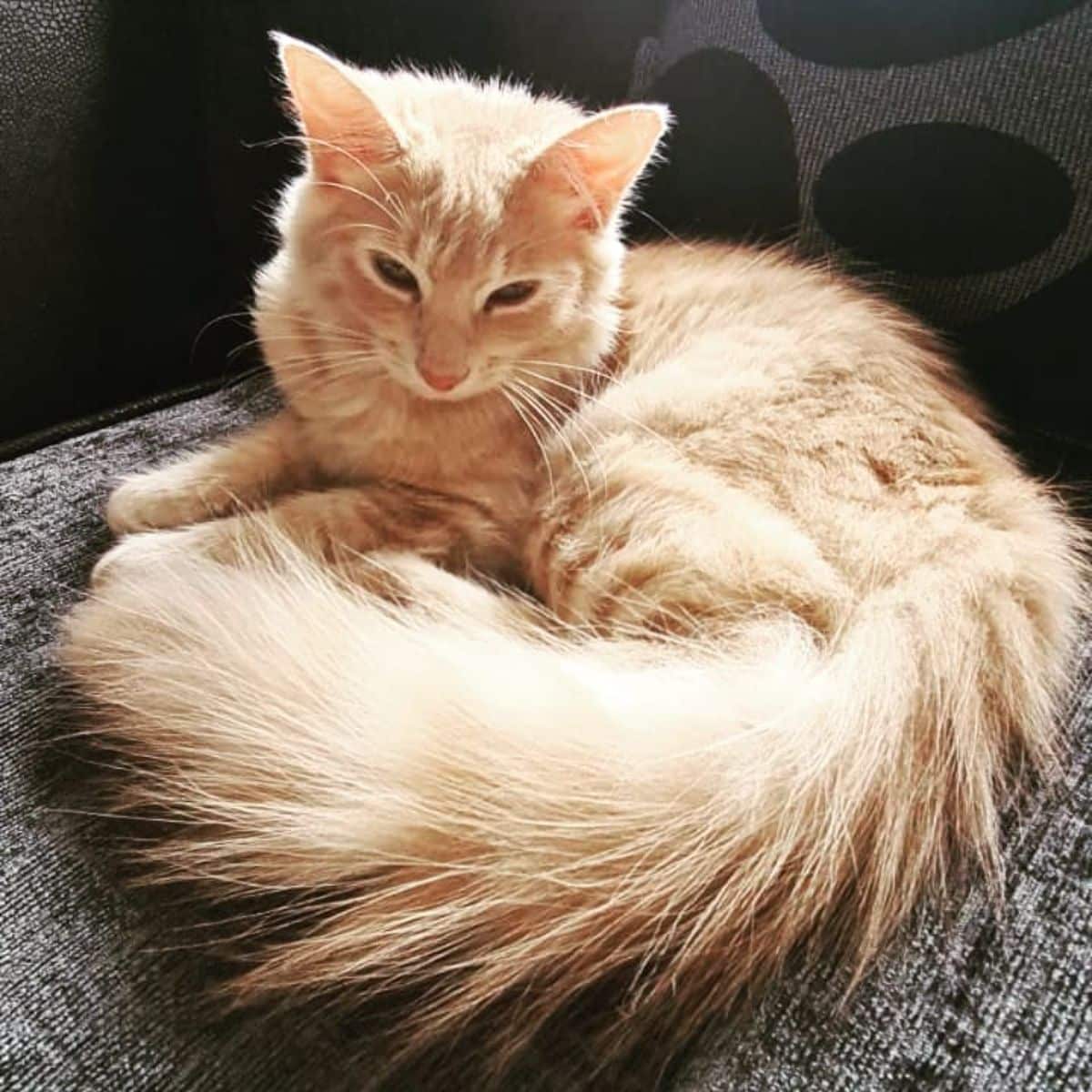 A beautiful fluffy maine coon kitten sitting on a couch.