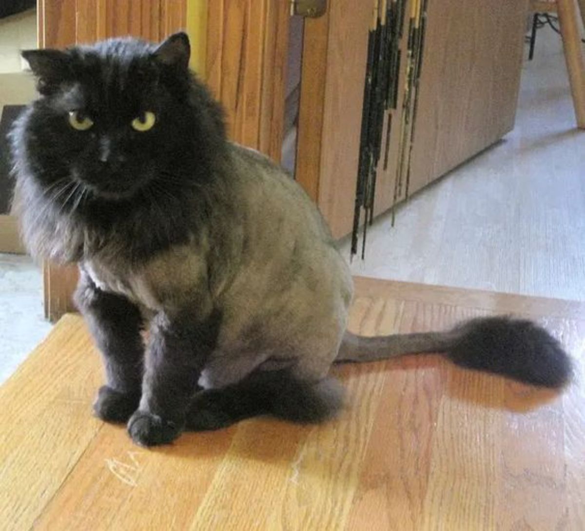 A black maine coon with a lion cut sitting on a floor.