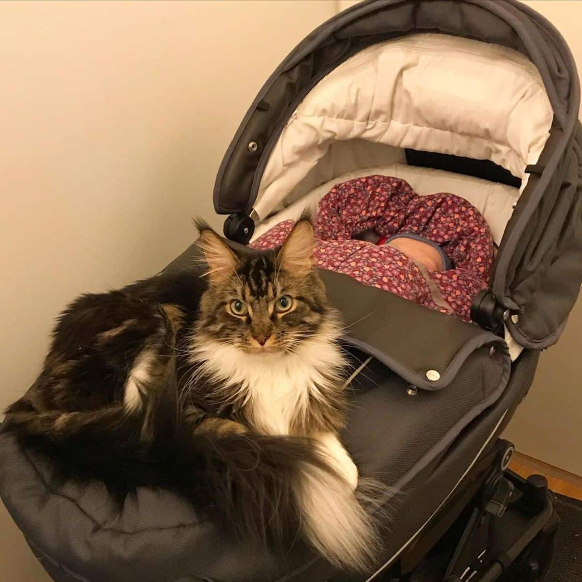 A tabby fluffy maine coon sitting and guarding a baby in a stroller.