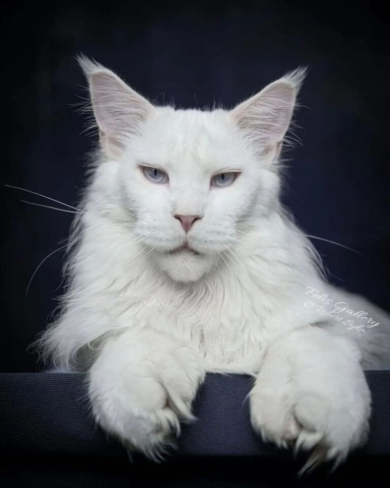 21 Photos of Maine Coon Paw Tufts That You'll Adore - MaineCoon.org