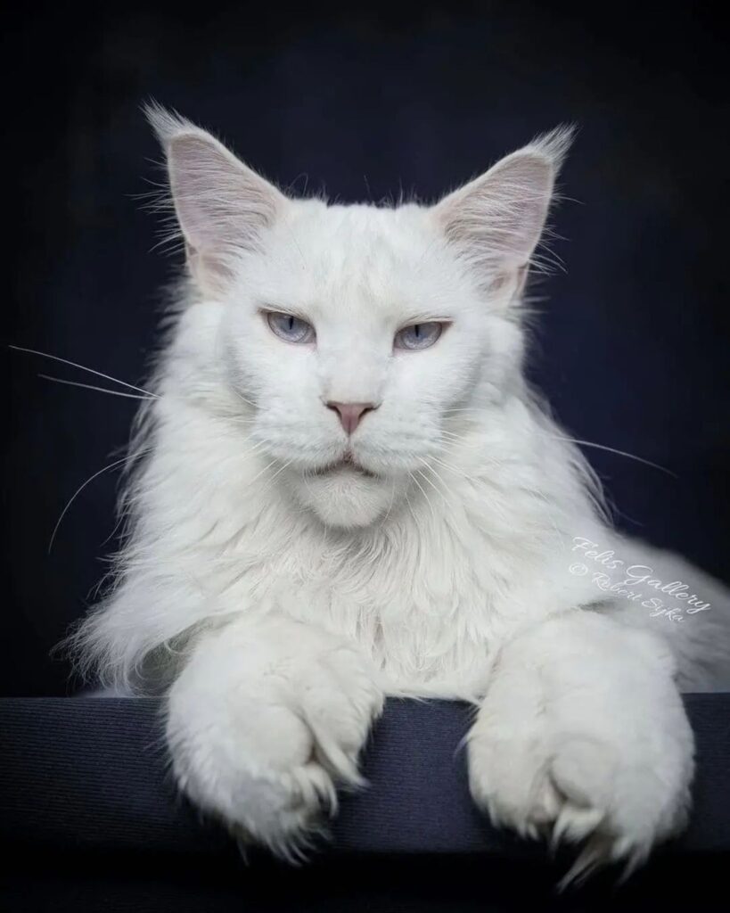 21 Photos Of Maine Coon Paw Tufts That You'll Adore - Mainecoon.org