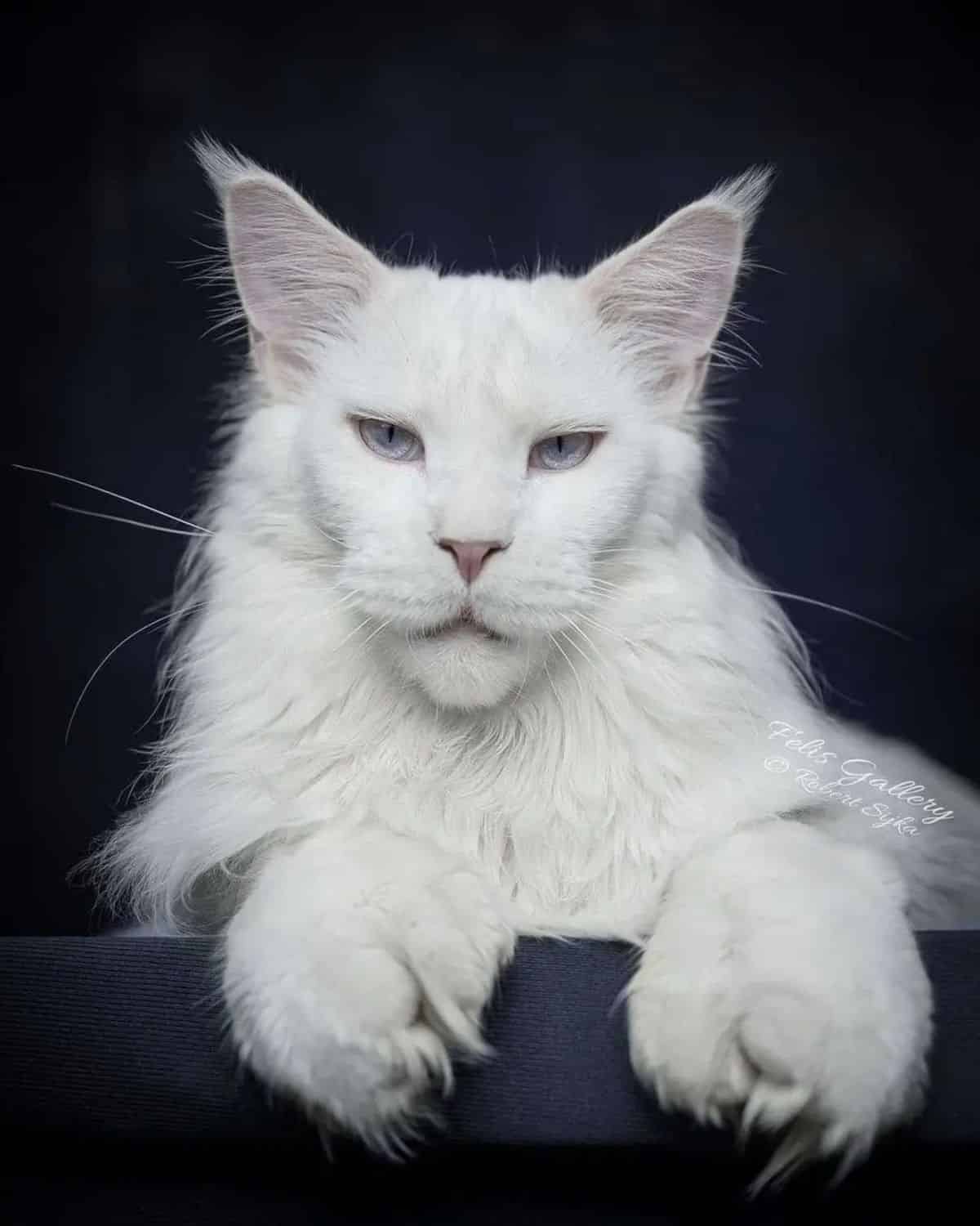 A beautiful white maine coon lying on a dark background.