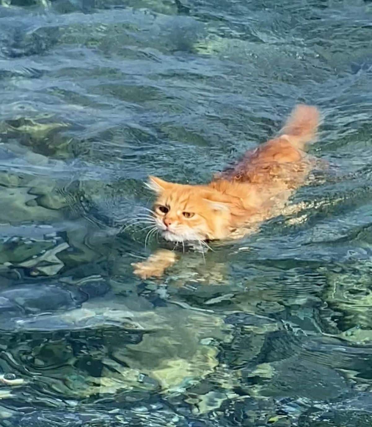 A ginger maine coon swimming in the water.