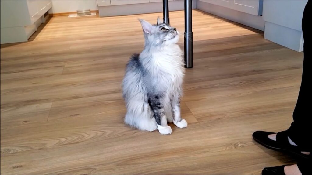 This Cute Maine Coon Cat Is Showing 8 Tricks