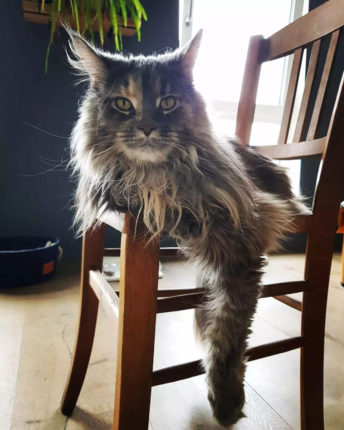 A beautiful calico maine coon lying on a wooden chair.