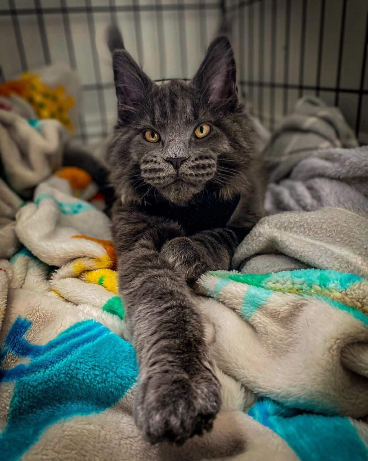 An adorable gray maine coon lying on a blanket.