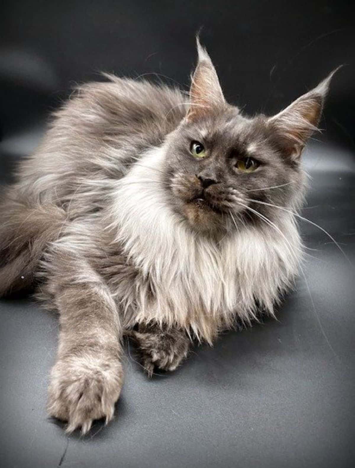 A beautiful gray maine coon with a white neck ruff lying on a couch.