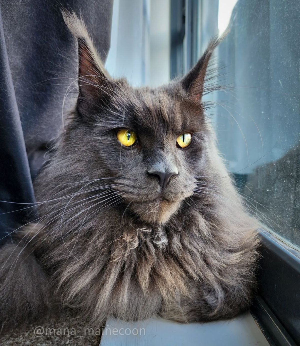 A beautiful gray maine coon with a neck ruff lying on a windowsill.