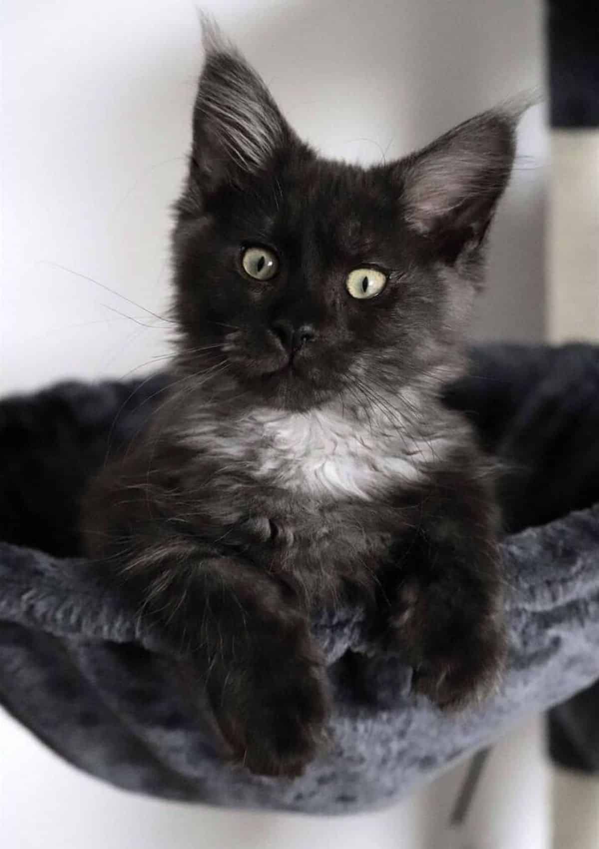 An adorable black maine coon lying in a cat hammock.