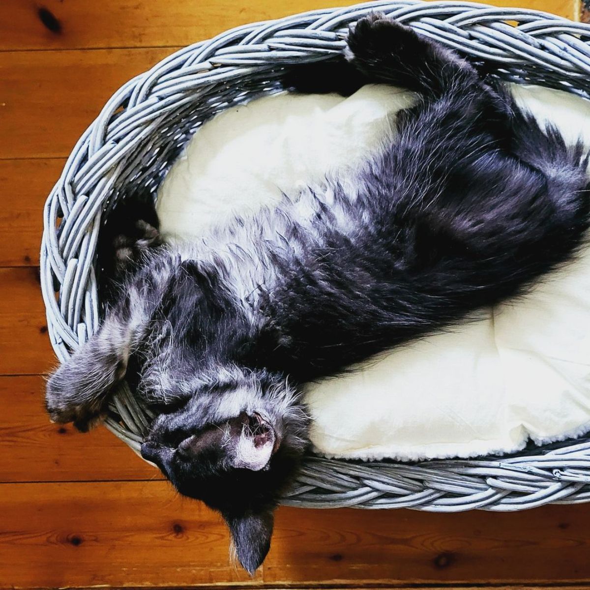 A fluffy black maine coon kitten sleeeping in a cat bed.