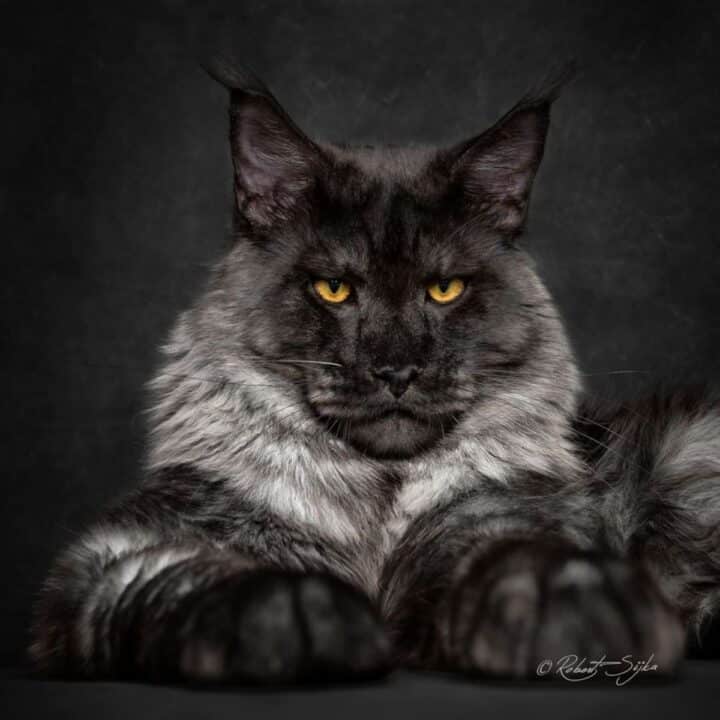 17 Unique Black Smoke Maine Coon Cats (Rare Colors) - MaineCoon.org