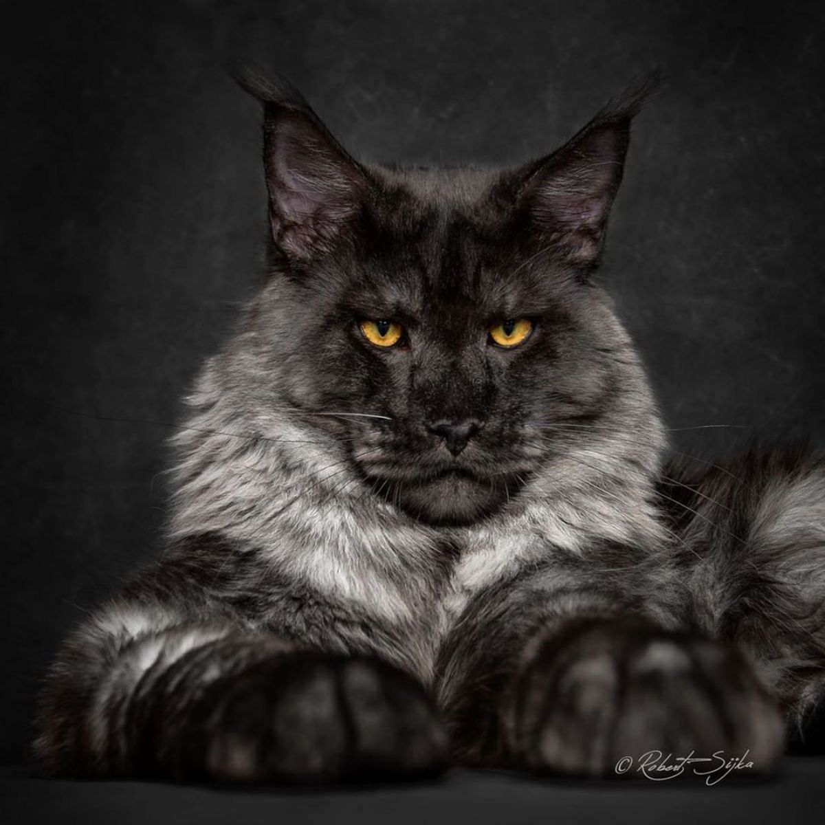 A beautiful black smoke maine coon on a black background.