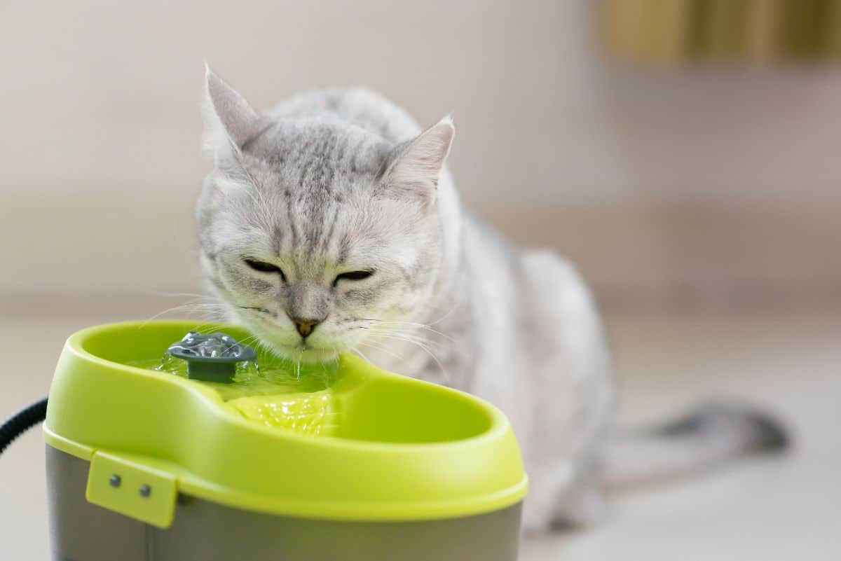 A gray cat drinking water from a water fountain.