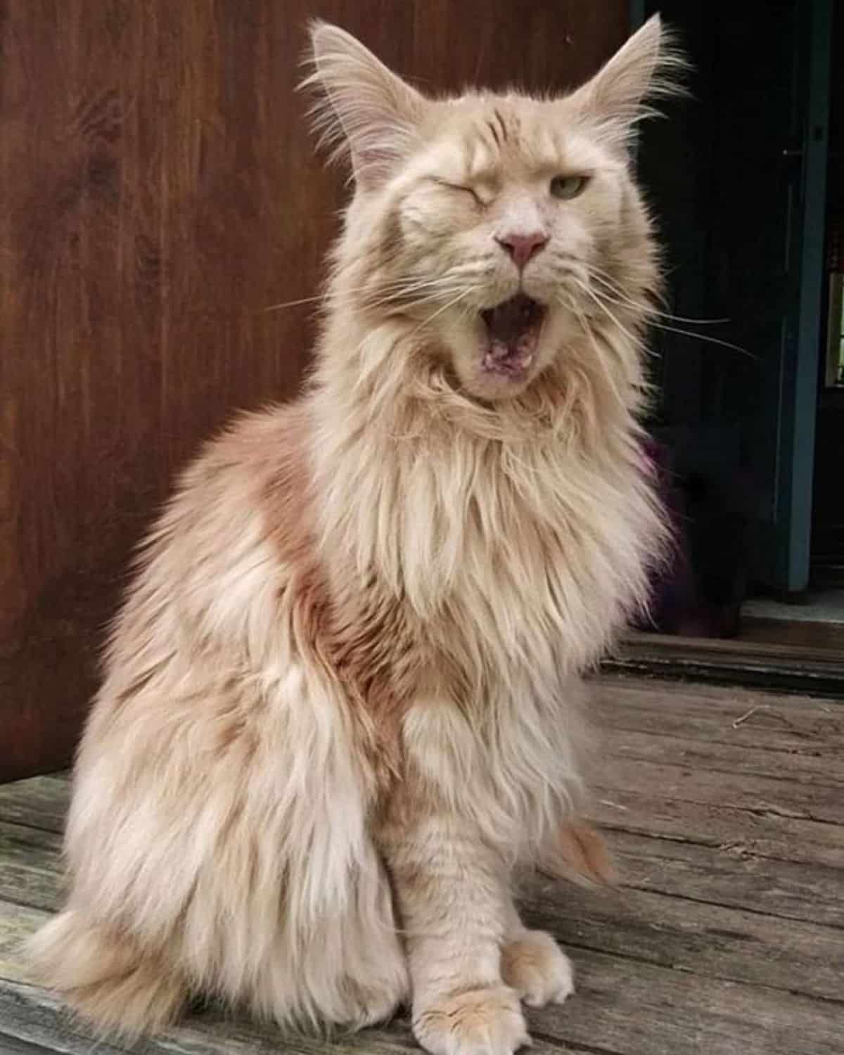 A yawming fluffy maine coon sitting on a wooden porch.
