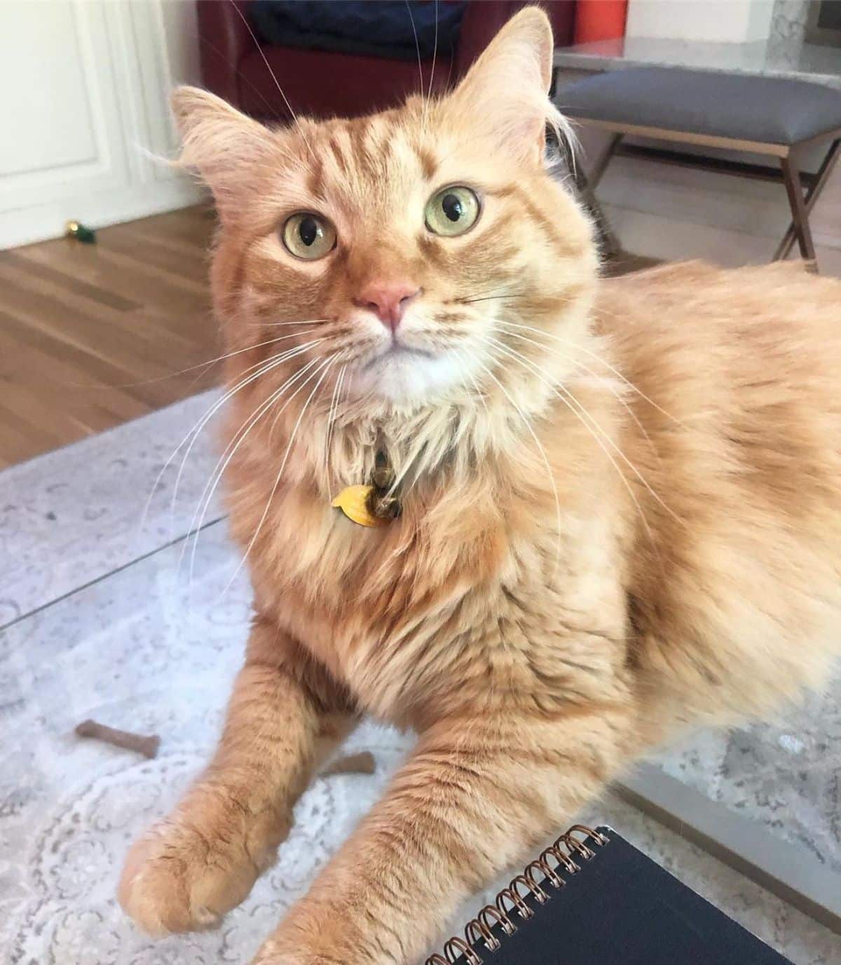 An adorable ginger maine coon kitten lying on a glass table.