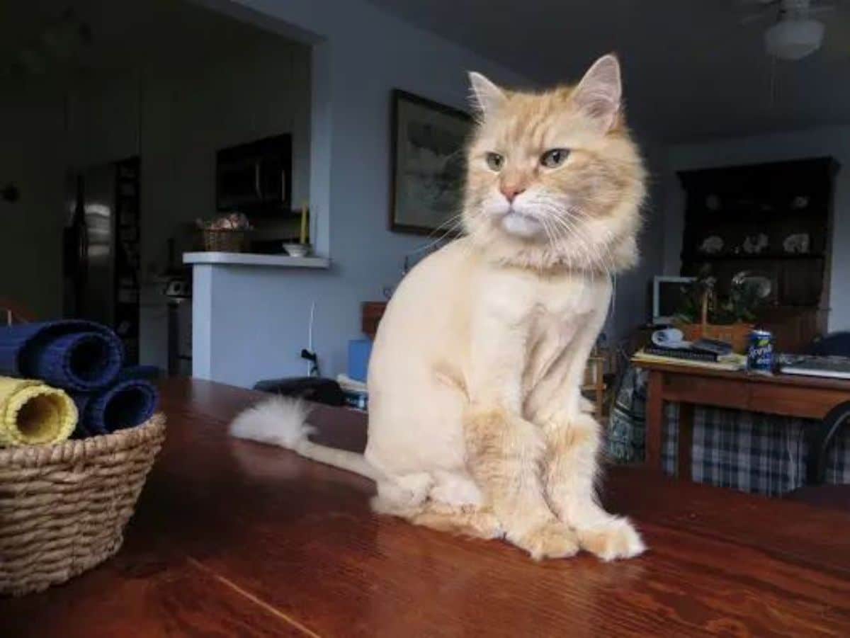 A cream maine coon with a lion cut sitting on a table.