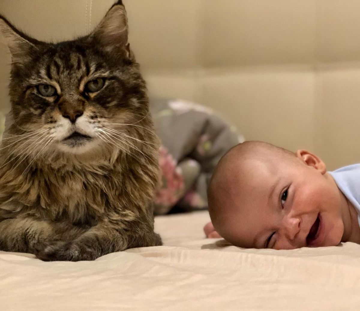A smiling baby and a tabby maine coon  llaying next to each other on a bed.