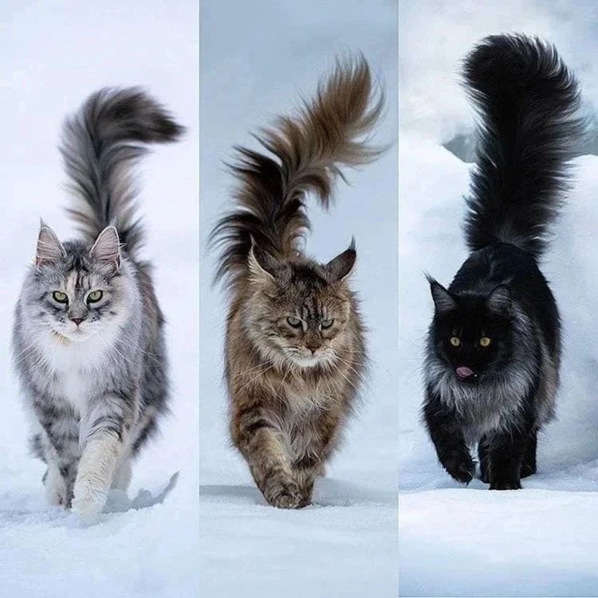 Three images of maine coons walking on the snow.