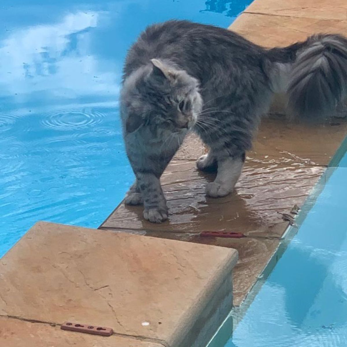 A gray maine coon walking on the edge of a pool.