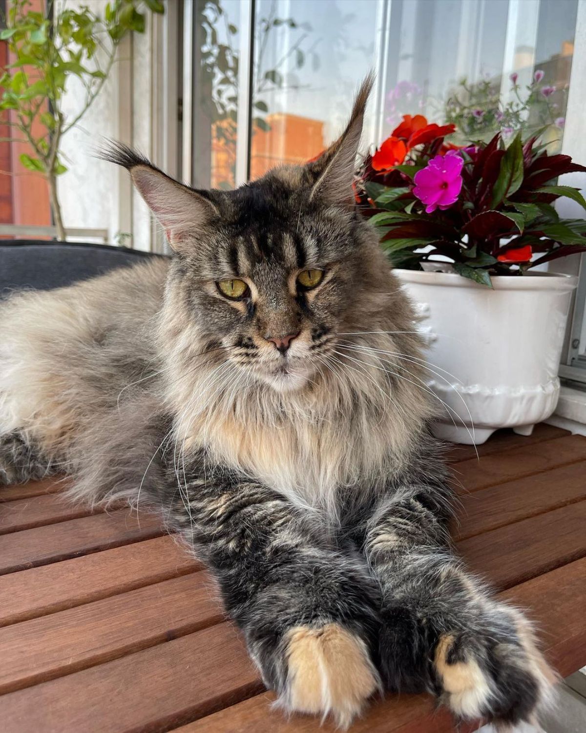 A beautiful tabby maine coon lying on a wooden porch.