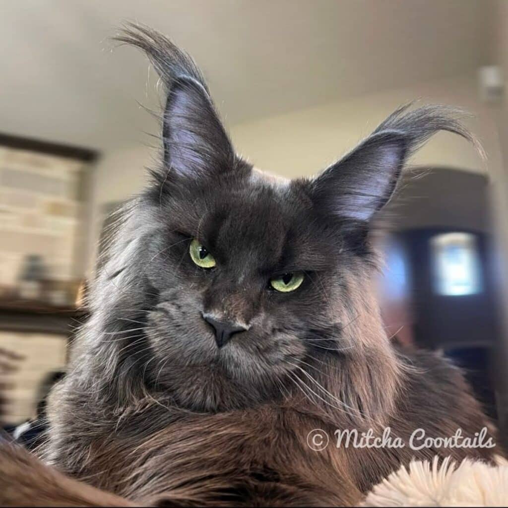 11 Majestic Maine Coons That Are Fully Grown - Mainecoon.org