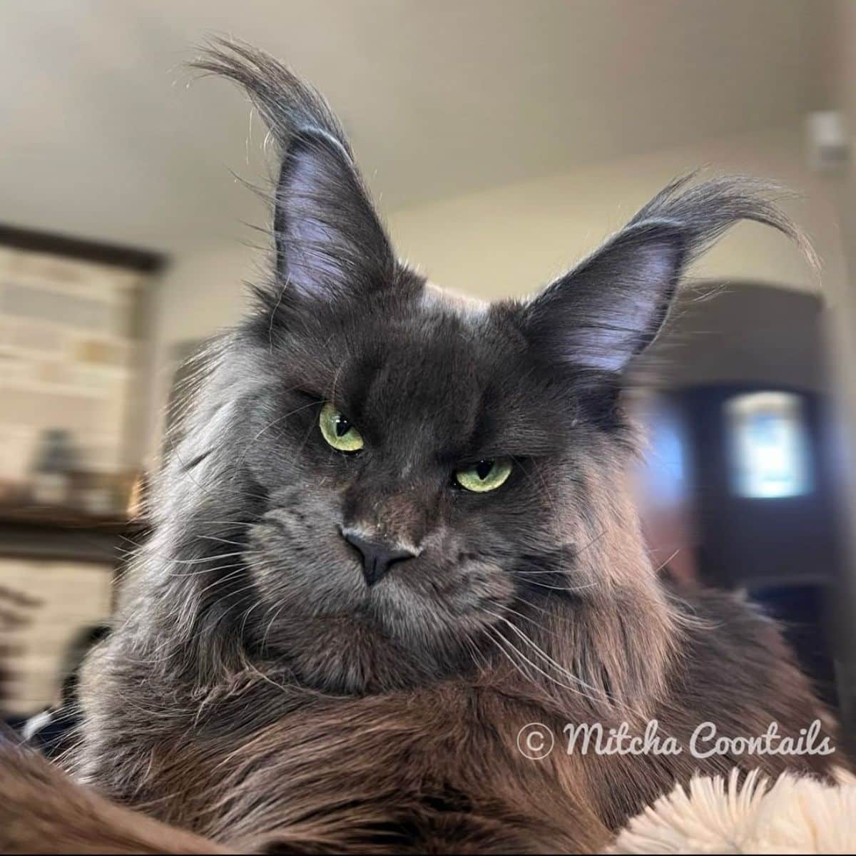 A serious-looking gray maine coon lying close to the camera.