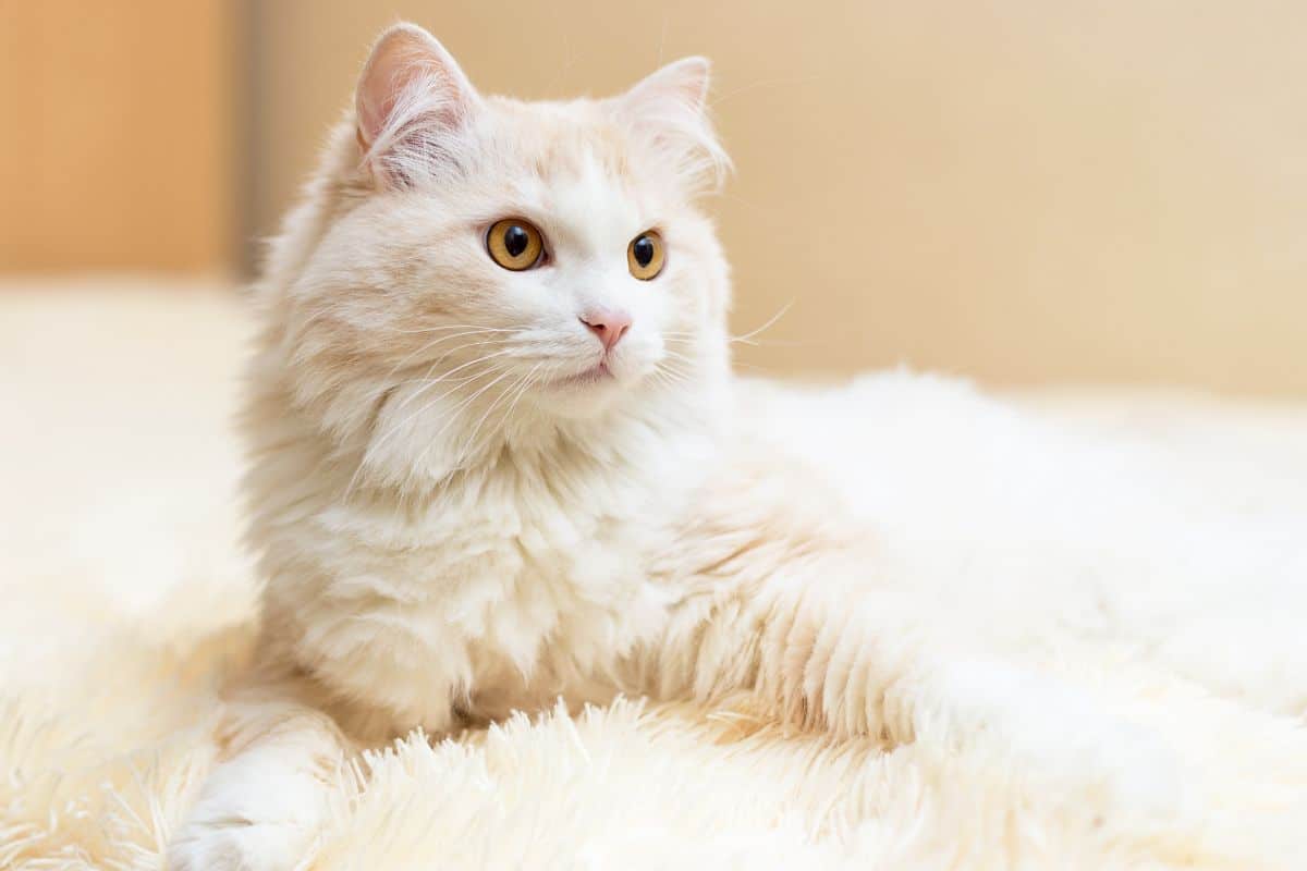 An adorable cream Turkish Angora cat lying on a white fur.