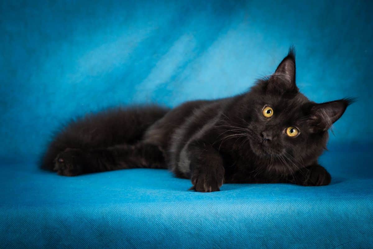 A black maine coon with yellow eyes on a blue background.
