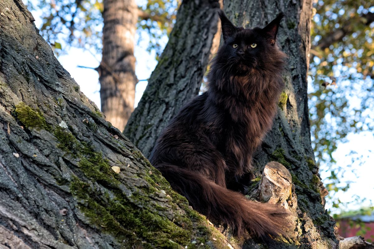 A beautiful black maine coon sitting on a tree.