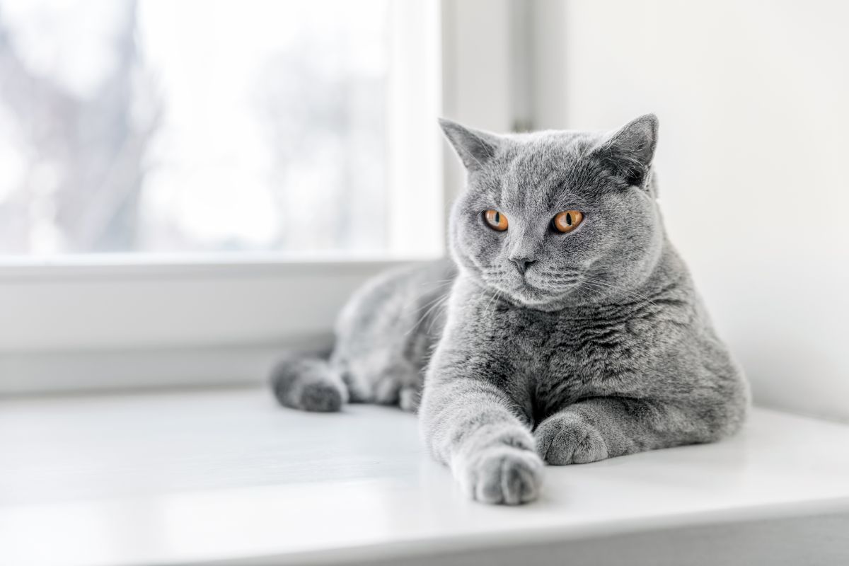 A gray british shorthair lying on a windowsill.