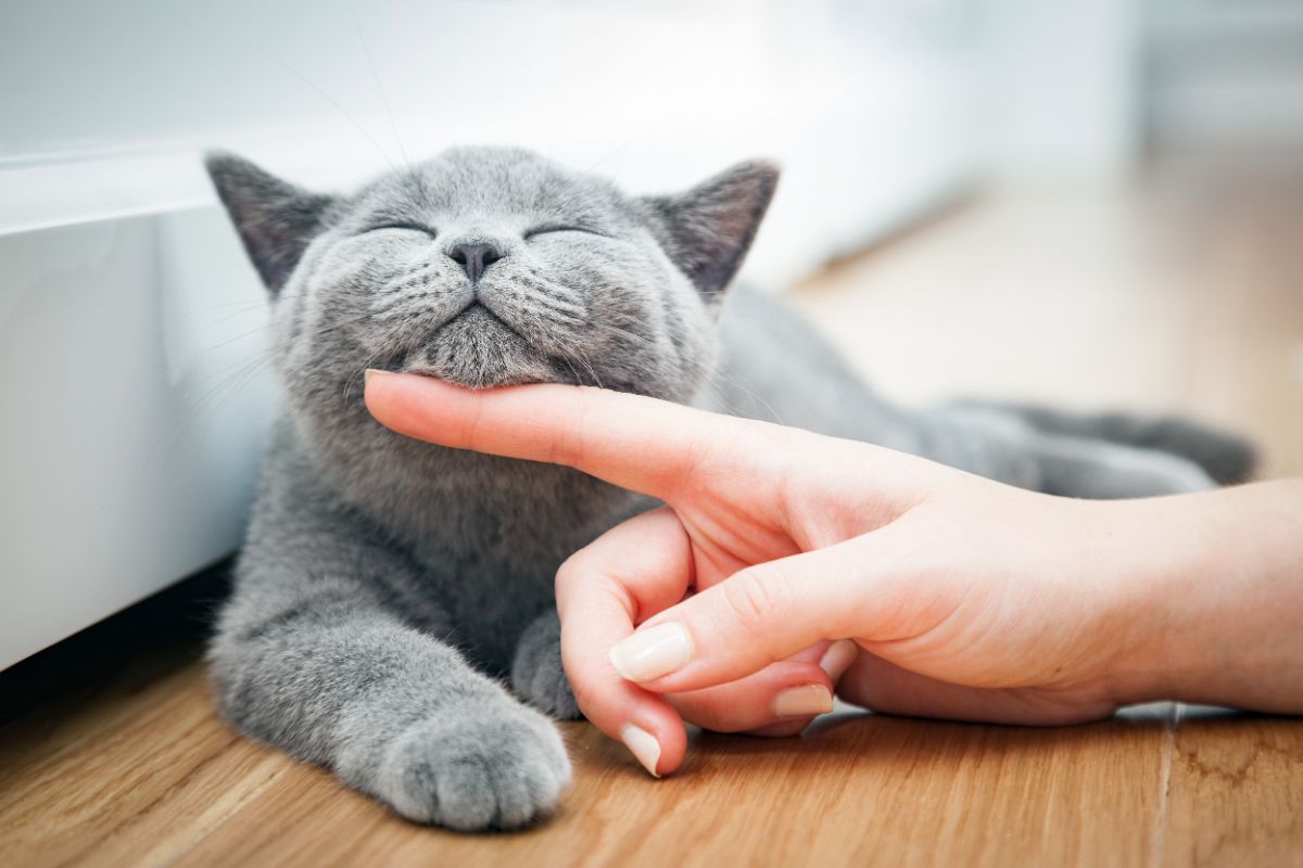 An owner petting a gray british shorthair lying on a floor.