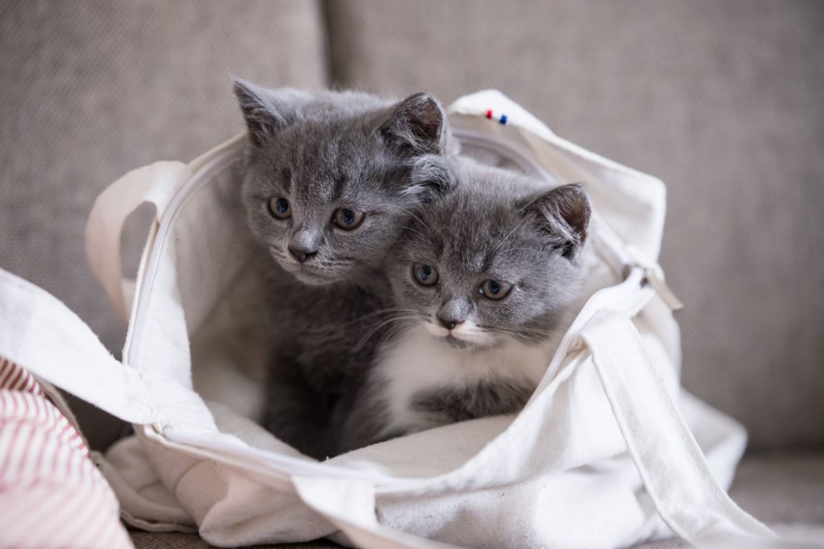 Two adorable british shorthair kittens in a white bad.