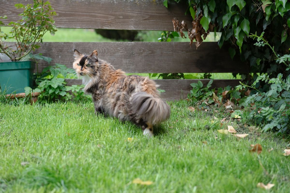 A calico maine coon walking in a backyard near a wooden fence.