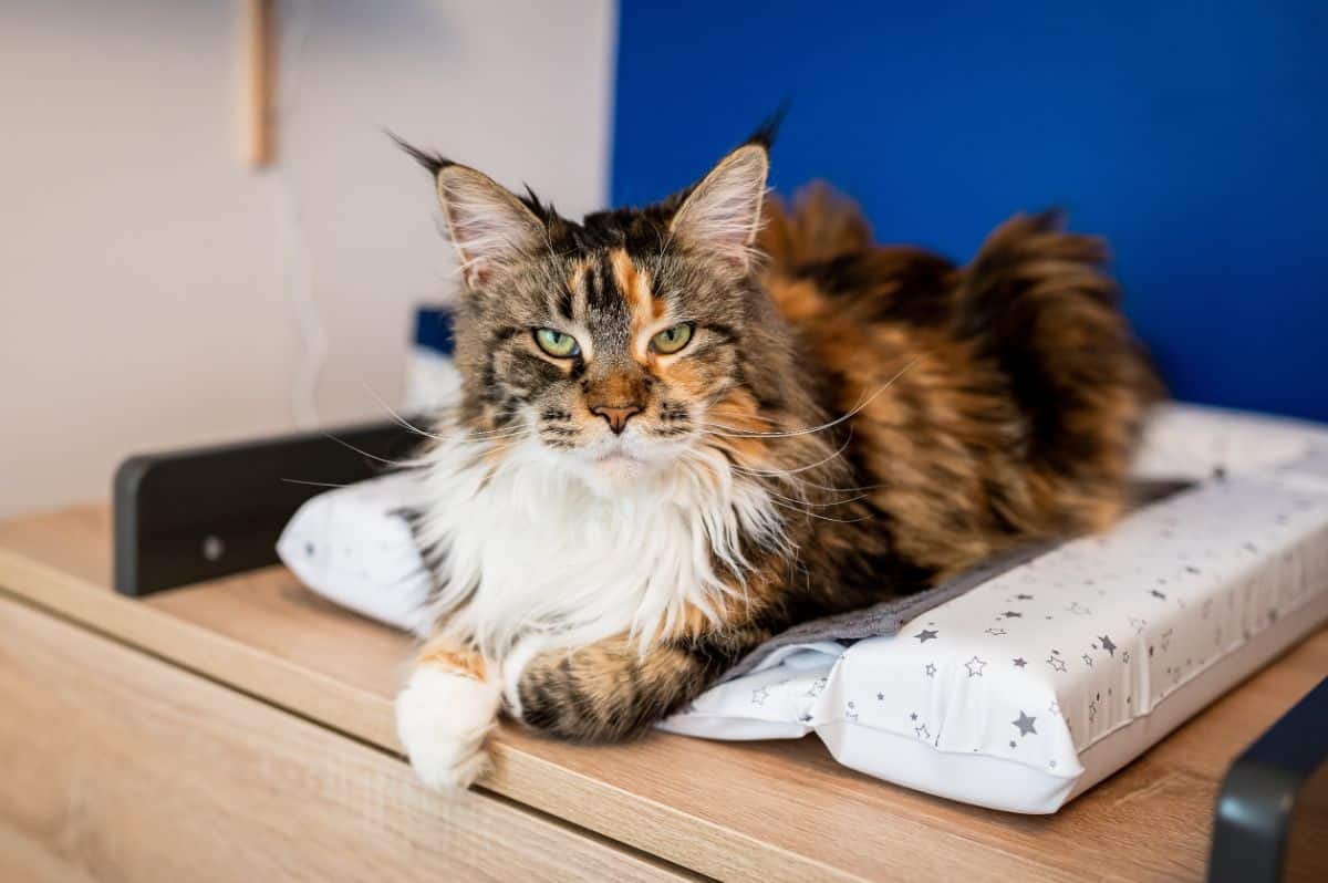 A calm calico maine coon lying on a baby bed.