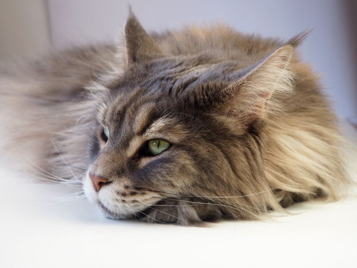 A close-up of a calm fluffy maine coon lying on a bed.