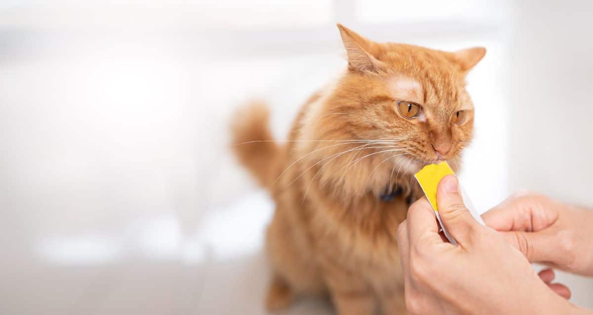 An adorable ginger cat licking a cat treat held by hands.