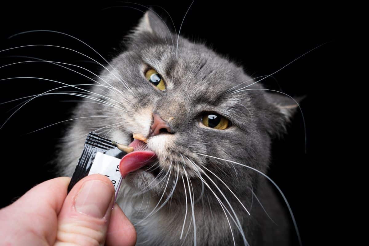 An adorable gray maine coon licking a cat treat held by a hand.